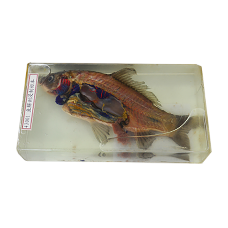 43001 鱼解剖浸制标本
