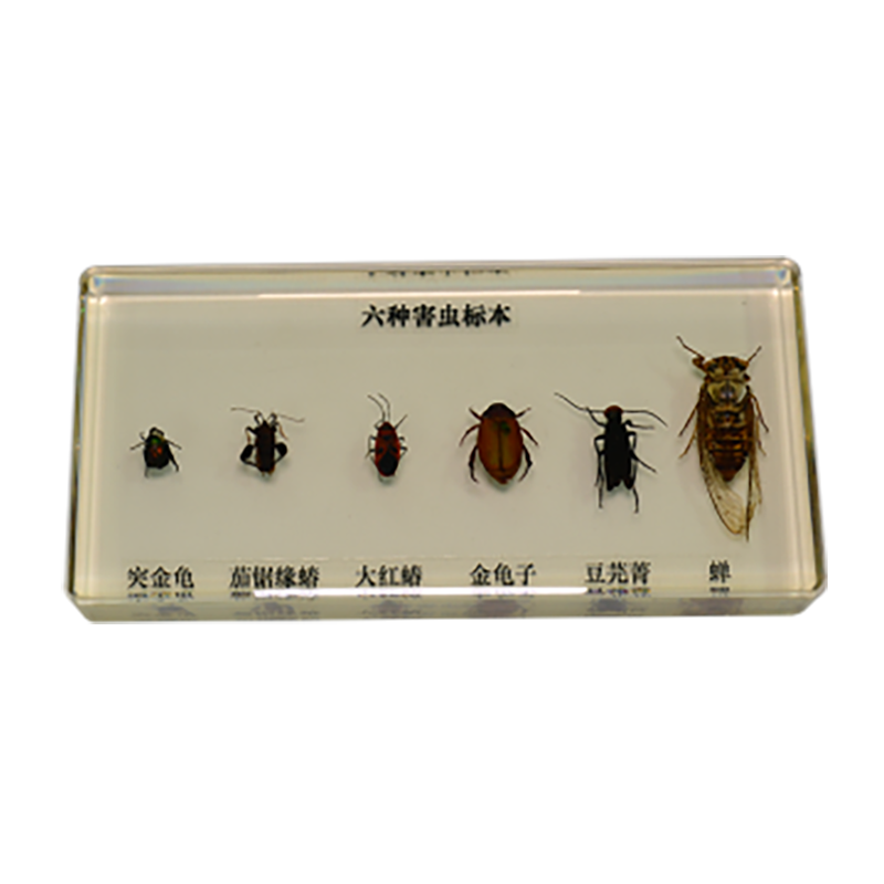 阿尔山43150 昆虫标本