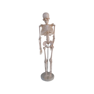 太仓人体骨骼模型