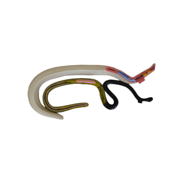 昆山血吸虫解剖模型