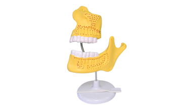 39052 Children dentition model