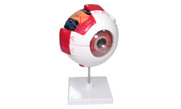 39054 eye tectonic model