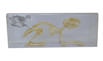 43016 Rabbit bone specimen