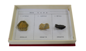 43116 Fossil specimen
