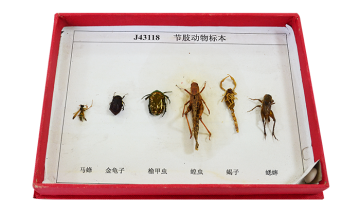 43118 Arthropod specimen
