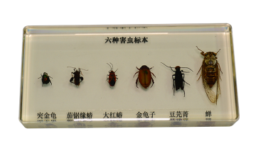 43150 Insect specimen