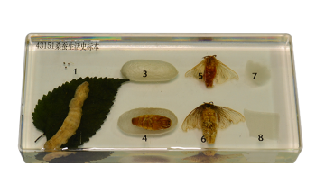 43151 The life history of silkworm specimens