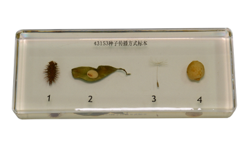 43153 Plant seed dispersal specimen
